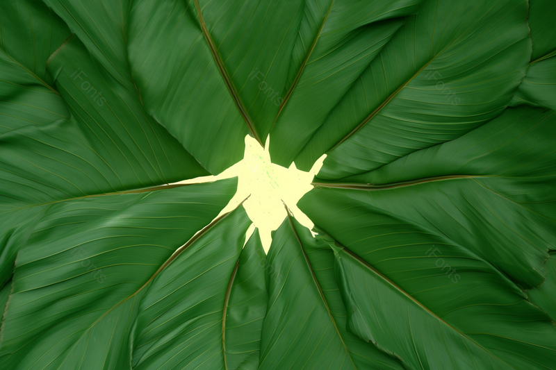 端午节粽子叶传统文化绿色系静物素材,高清,摄影图,摄影图片,图片大全,摄影图免费下载